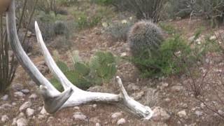 Arizona Desert Mule Deer Shed Hunting [upl. by Almund871]