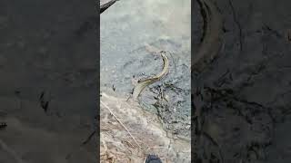 Little longfinned eel caught in merimbula back lake on prawns eel fishing fun good active [upl. by Meras]