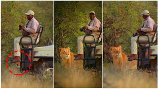 Why Do Lion Not Attack When you Are In Safari Vehicle The Answer Will Make You Surprise [upl. by Guise197]