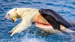 20 Times Sea Animals Messed with the Wrong Opponent [upl. by Anirak]