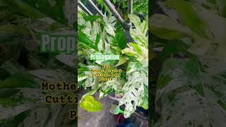 epi pinnatum marble propagation plants nature epi [upl. by Maillil]