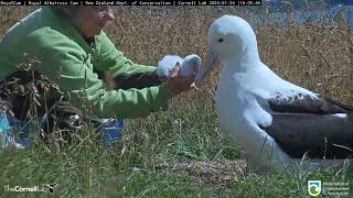 Royal Albatross Hatchling Gets A Weight Check From Rangers In New Zealand  DOC  Cornell Lab [upl. by Libb]