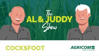 Dactylis  a dinosaur or a modern grass species  The Al amp Juddy Show  Agriculture Podcast Agricom [upl. by Aikar]