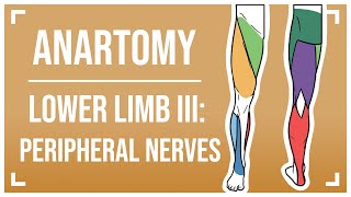 Nerves of the Lower Limb III The Peripheral Nerves [upl. by Xymenes]