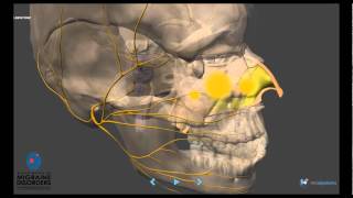 Migraine Pathophysiology  In depth [upl. by Bresee]