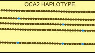 GENETICS OF HAIR SKIN IRIS COLOR HAPLOTYPE [upl. by Immij]