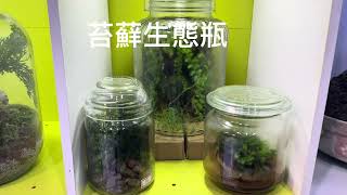 非看不可的苔蘚世界，￼Moss苔蘚蕨類生態瓶，DIY玻璃容器造景￼ [upl. by Cornelle]