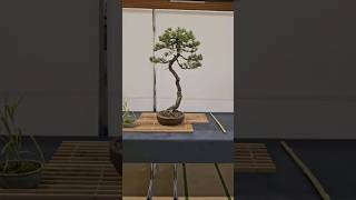 Rate this literati from 110⭐️fyp bonsai international expo pine [upl. by Gazo667]