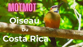 Découvrez le Cri envoutant du Motmot à Sourcils Bleus au Costa Rica  Une expérience inoubliable [upl. by Karlow]