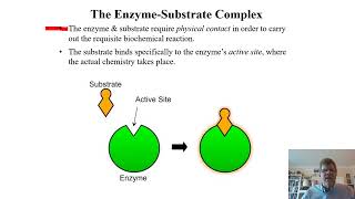 Biochemistry Lecture 8 [upl. by Vig]