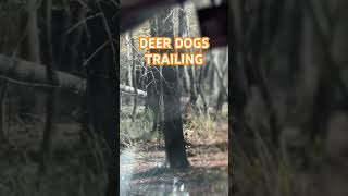 DEER DOGS TRAILING  DEER DOG HUNTING [upl. by Lagasse]