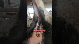 blood sampling from coccygeal artery  one person blood sampling bloodsample coccygeal cow tail [upl. by Atinob]