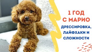 1 ГОД С НАШИМ ТОЙПУДЕЛЕМ Жизнь с собакой дрессировка сложности лайфхаки и лучшие игрушки [upl. by Nedmac]