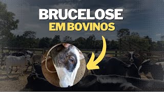 Brucelose tudo que você precisa saber  MV André Simon [upl. by Atteiram]