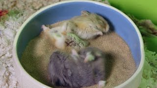 Cute Hamsters GO CRAZY in sand bath [upl. by Ruhtra]