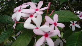 Kopsia fruticosa  Pink chandni flowers  Beautiful flowers [upl. by Yebot]