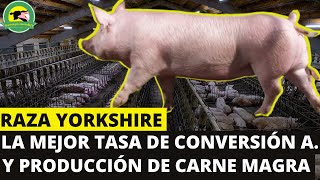 RAZA PORCINA YORKSHIRE🐷La Mejor Tasa de Conversión Alimenticia y Producción de Carne Magra [upl. by Sharos]