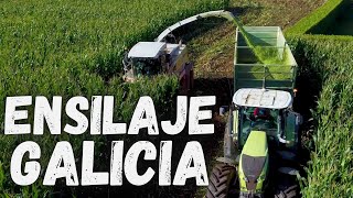 ENSILAJE en GALICIA Claas en acción  Claas Jaguar amp 2x Claas Axion [upl. by Ylla]