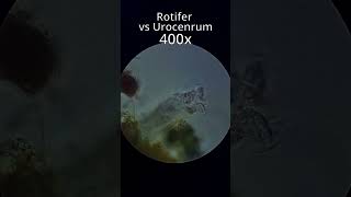 Rotifer vs Urocenrum [upl. by Amik523]