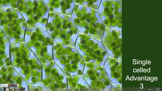 SingleCelled Vs MultiCelled Organisms [upl. by Rouvin]