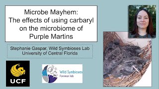 Microbe mayhem The effects of using carbaryl on the microbiome of Purple Martins [upl. by Tychon]