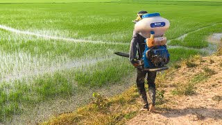 Use Machine For Fertilizer Spreader In My Rice Field [upl. by Gio]