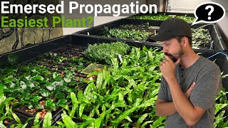 How To Propagate The EASIEST Aquarium Plant Emersed FAST [upl. by Hinze]