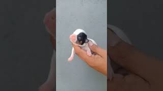 Female black and white super cute chihuahua [upl. by Grail]