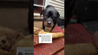 Take a bone 🦴 dog babydog petvlo babypet shorts pets popular subscribe trending shortspet [upl. by Meneau]