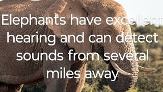 Elephants have excellent hearing and can detect sounds from several miles away [upl. by Jevon]