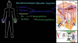 Periferik Somatosensasyon Somatik Duyular Sağlık ve Tıp Sinir Sistemi Fizyolojisi Psikoloji [upl. by Araminta619]
