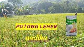 cara mengatasi potong leher pada tanaman padi fungisida Antracol [upl. by Rochella]