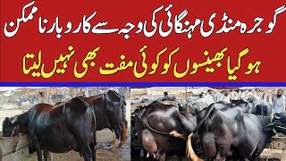 Today Buffalo Fresh Rates update  Gojra Maweshi Mandi  Buffalo Mandi 2024 [upl. by Cannice853]