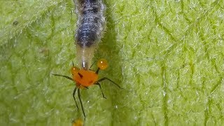 Syrphid Fly  Hover Fly Larva Catching and Feeding on Aphids Syrphidae [upl. by Nimajnab6]