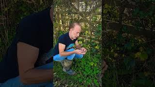 Knapwort leptodictyum riparium herbs foraging nativeplants adventure explore nature autumn [upl. by Epuladaug]