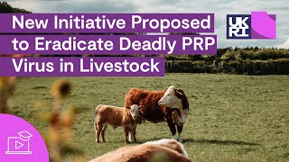 New Initiative Proposed to Eradicate Deadly PPR Virus in Livestock [upl. by Hubey]