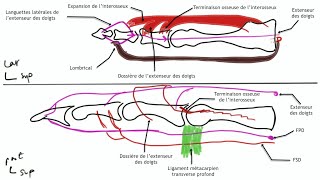 Arthrologie du membre supérieur Anatomie de la main [upl. by Hull]