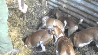 Severn Valley Ratters Ratting with Plummer Terriers Part 1 [upl. by Karalee]