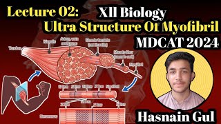 Ultra Structure Of MyofibrilStructure of MuscleLecture 02Urdu amp Hindi [upl. by Nilerual]