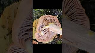 11a Honey mushroom mushroomforest nature fungi forest ediblemushrooms wildlife foraging [upl. by Neenad626]