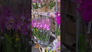 Лондон Орхидеи Новинки Покупки МаркетLondon Orchids New Shopping Market [upl. by Drawyeh]