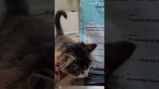 Advanced Health Monitoring Cat Litter [upl. by Randell366]