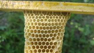 Laying Workers Problem Solved  Queenless Colony Solution  Beekeeping At Home [upl. by Danita]