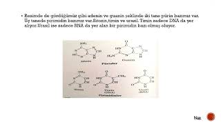 BİYOKİMYA Ders Notları  Nükleik Asitler bölüm 1  Üniversite amp Lise [upl. by Liba533]