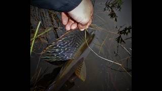 Grayling fishing in the mountain [upl. by Adnovoj]