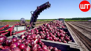 How Millions Of Onions Are Harvested amp Processed  Incredible Onion Processing Factory [upl. by Ailegnave]