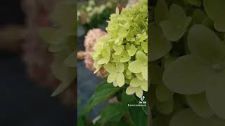 Гортензия Hydrangea paniculata Limelight [upl. by Aiuqet]