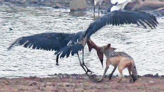 Jackal Kills Stork in an Epic Battle [upl. by Geraint]