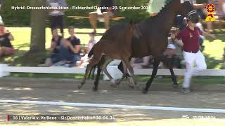 Lot 16 v Va Bene  Sir Donnerhall I [upl. by Fifine228]