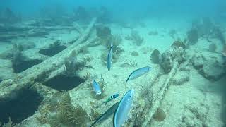 Bluehead Wrasse cleaning Bar Jacks [upl. by Terrence]